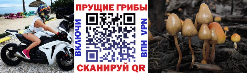 Галлюциногенные грибы Psilocybe  где найти   Ногинск 